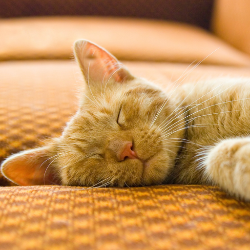 MEOW