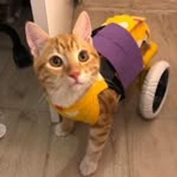 SimbasWorld