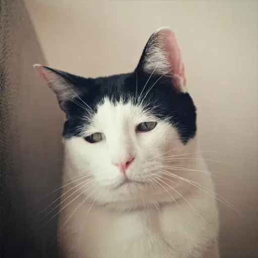 Pancho