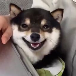 SMUG