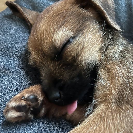 SLEP