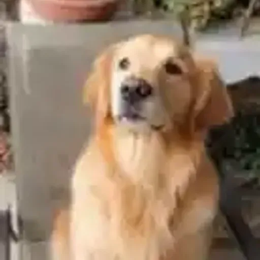 NELSON