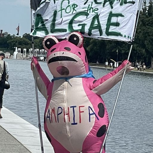 AMPIFA
