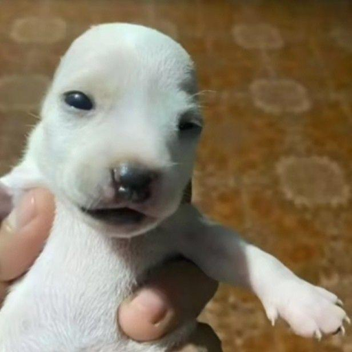 perro