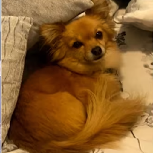 ELVIS