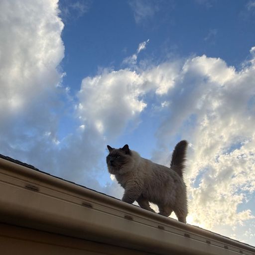 OTIS