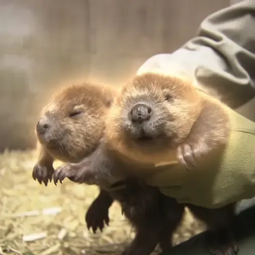 ツインズ