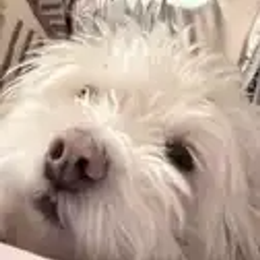 HEIDI