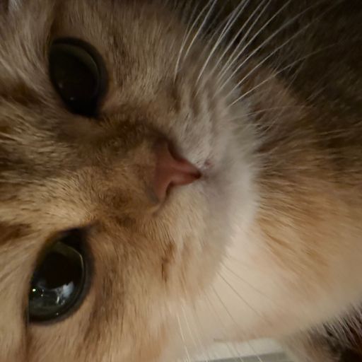Meow