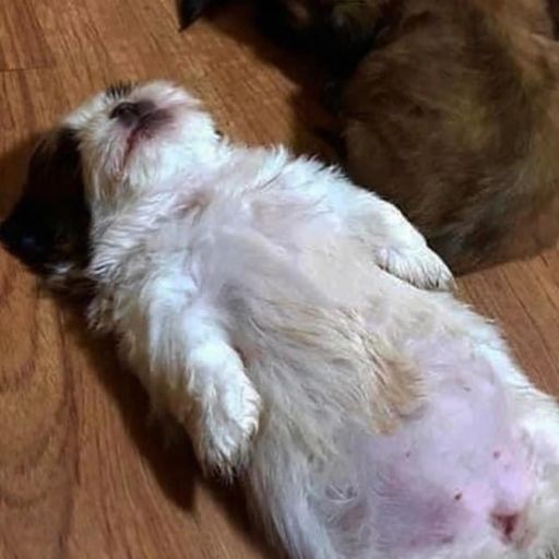 Paningning