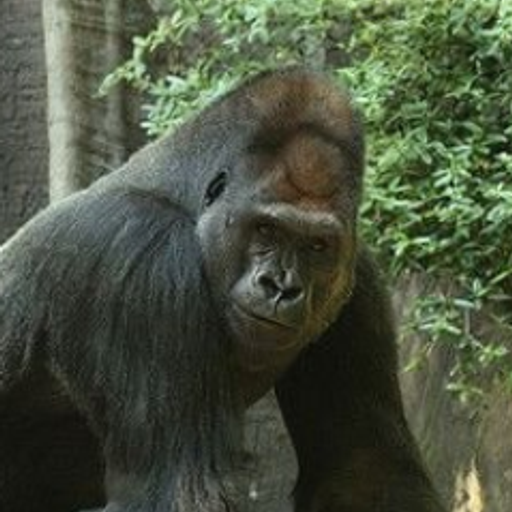 ZHANG