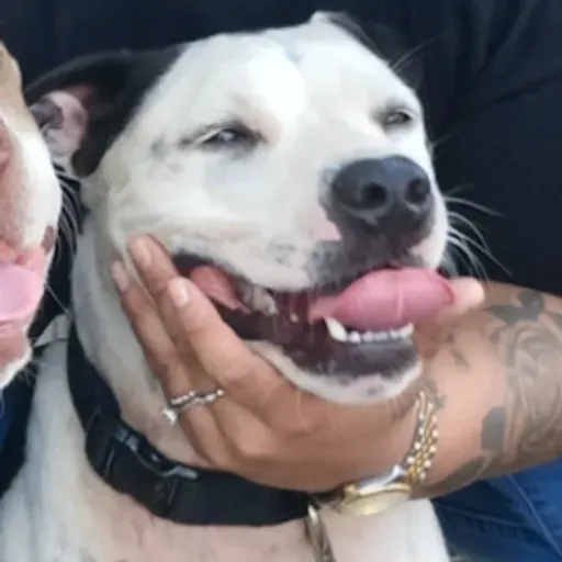 Pumba