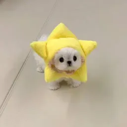 Tgdog