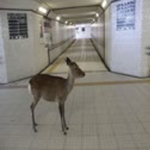 deer