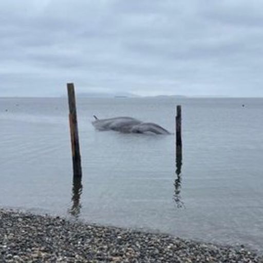 FINWHALE