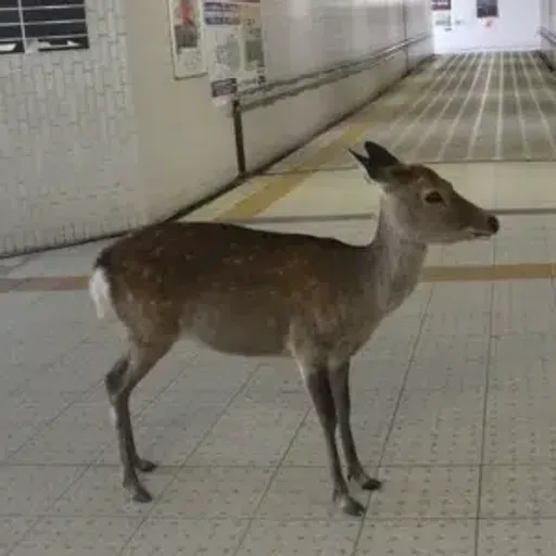 deer