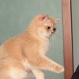邦邦