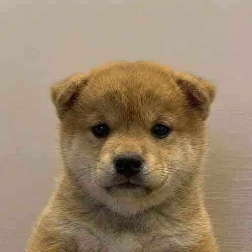 WUF