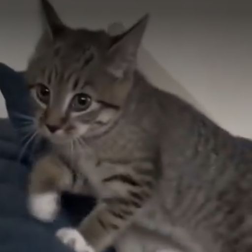 MEOWBARK