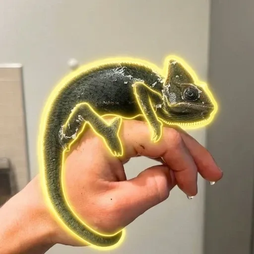 Bameleon