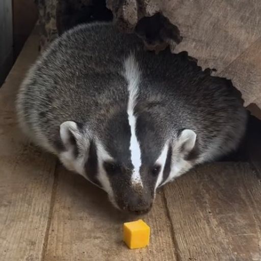 OREO