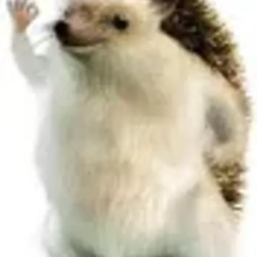 edgehog