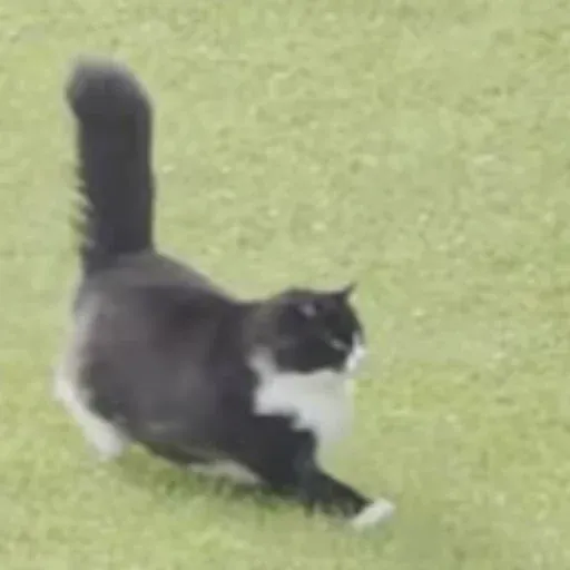 BraveCat