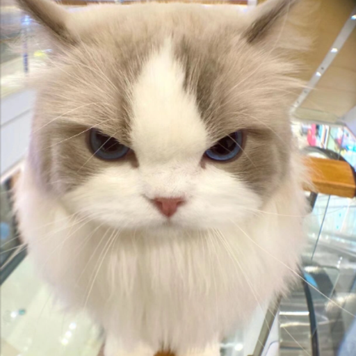 Ragdoll