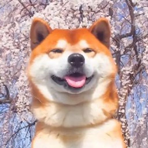 shib