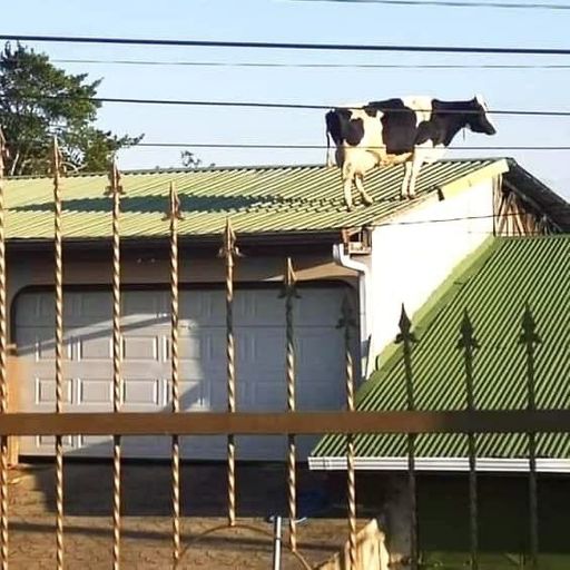 COWMAP