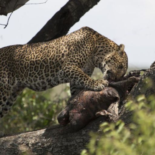 LEOPARD