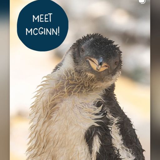 MCGUINN