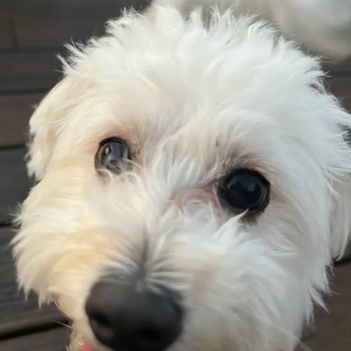 Maddie