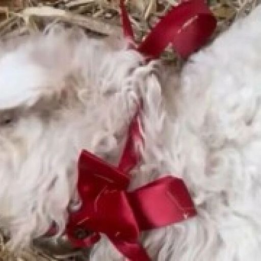 装死羊🐏