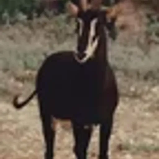 ANTELOPE