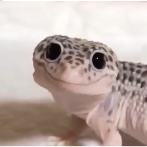 GECKO