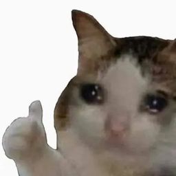 点赞小猫