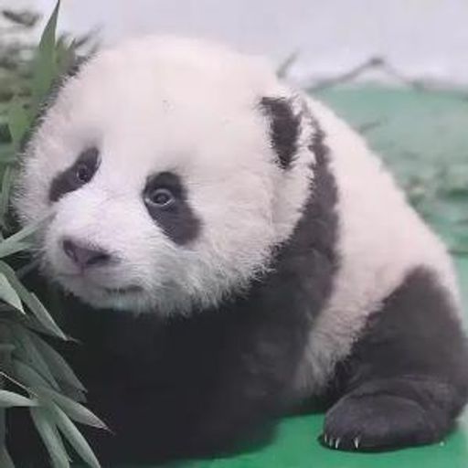 曼兰仔