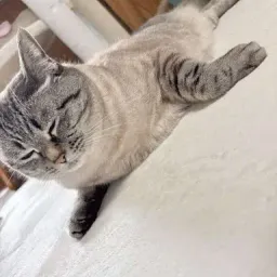 sealcat