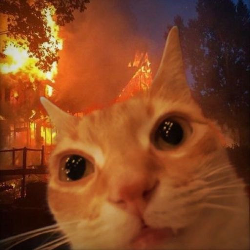 It\'s a cat.