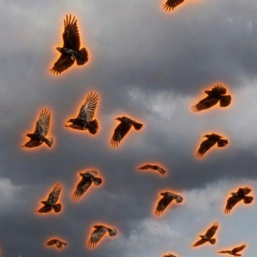 crows