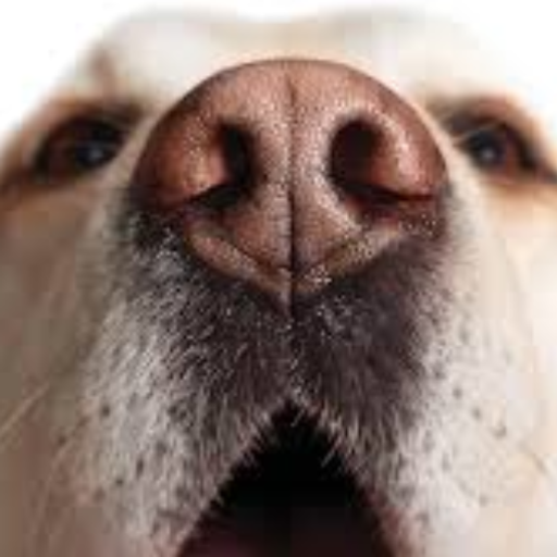 DOGA