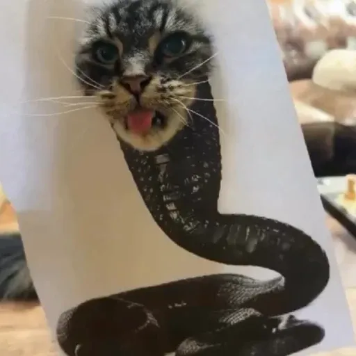 snakecat