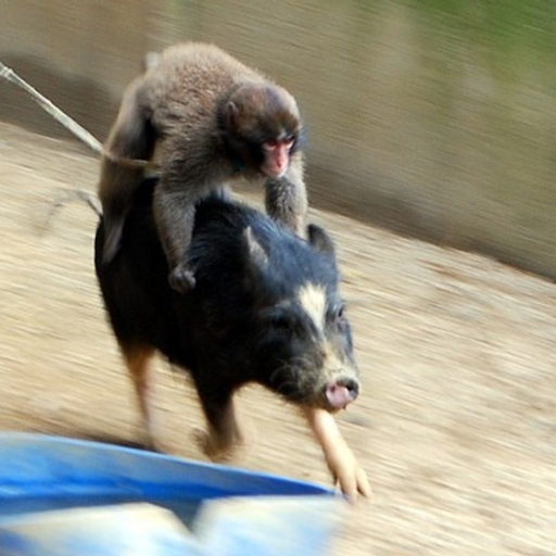 PIGRUN