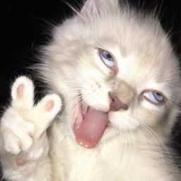 HighCat