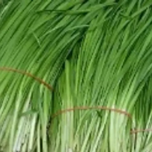 超级无敌大韭菜