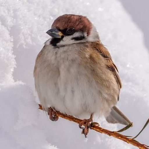 Sparrow