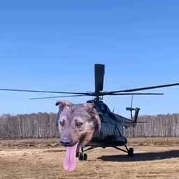 helicopterdo