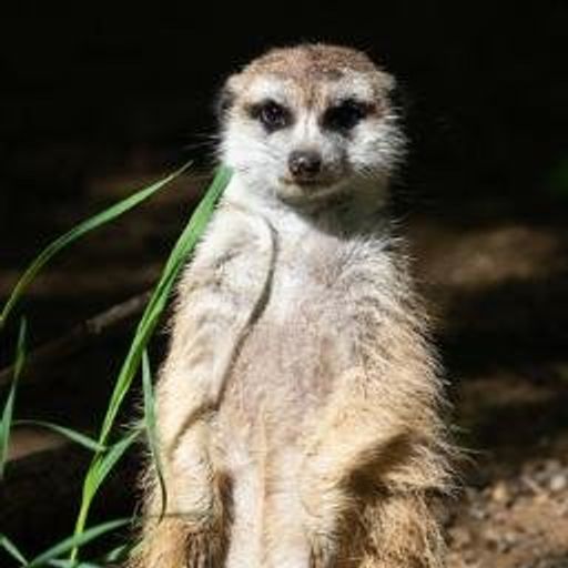 Meerchi