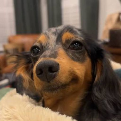 Dixie